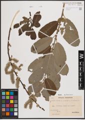 Foto von Salix aurita L. x Salix caprea L. x Salix cinerea L.